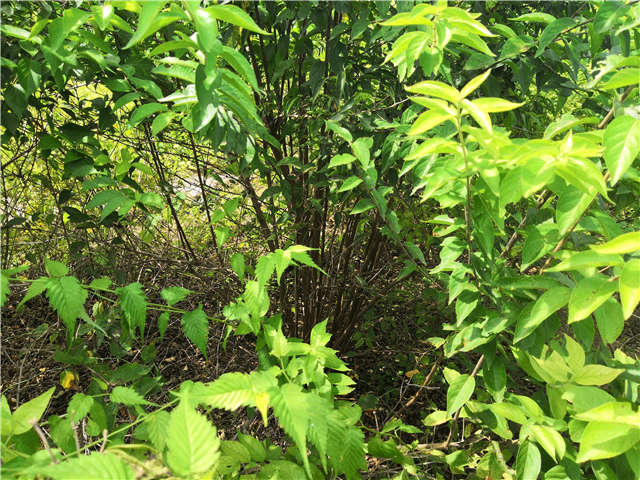 沭陽長景園林金銀木種植基地實拍圖片