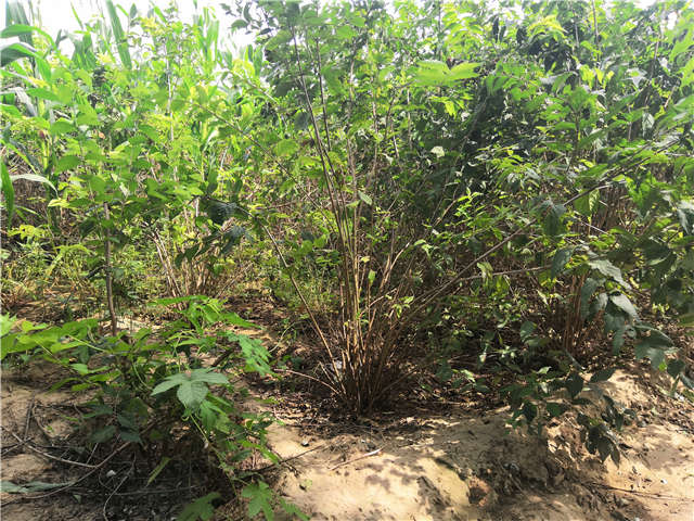 沭陽長景園林金銀木種植基地實拍圖片