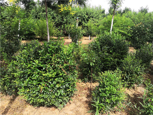 沭陽長景園林水蠟球種植基地實拍圖片