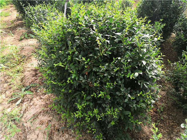 沭陽長景園林水蠟球種植基地實拍圖片