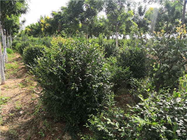 沭陽長景園林水蠟球種植基地實拍圖片