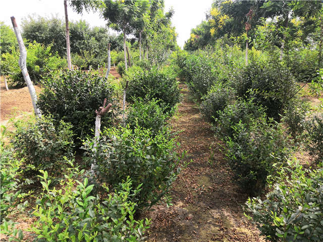 沭陽長景園林水蠟球種植基地實拍圖片