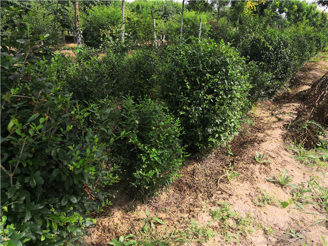 沭陽長景園林水蠟球種植基地實拍圖片