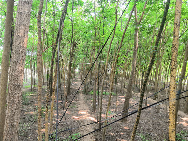 沭陽長景園林國槐種植基地實拍圖片