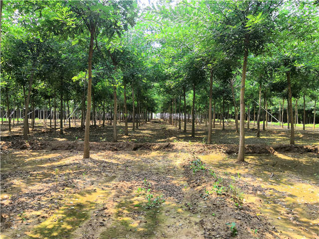 沭陽長景園林國槐種植基地實拍圖片
