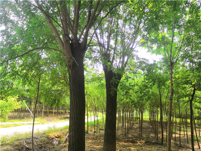 沭陽長景園林國槐種植基地實拍圖片