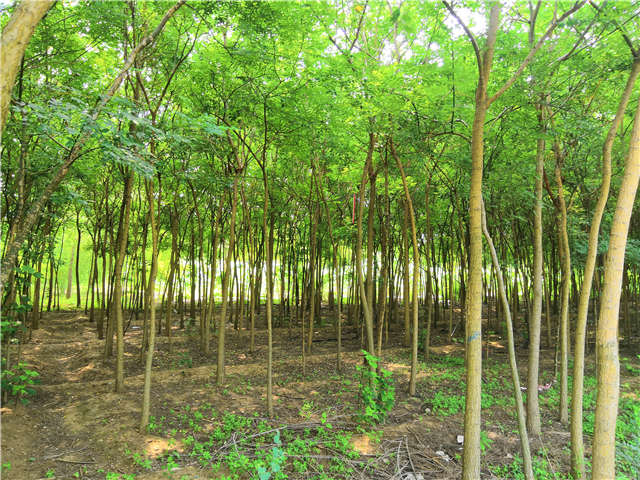 沭陽長景園林國槐種植基地實拍圖片