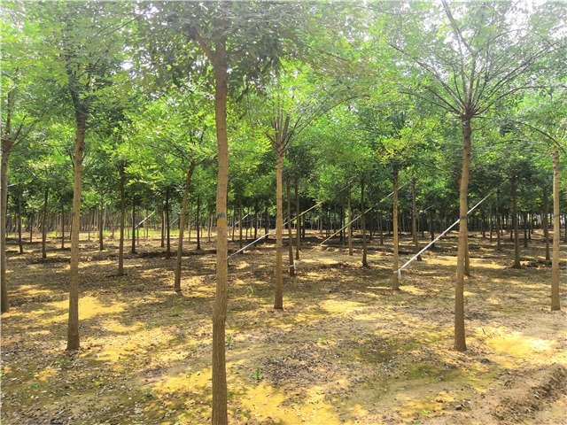 沭陽長景園林國槐種植基地實拍圖片