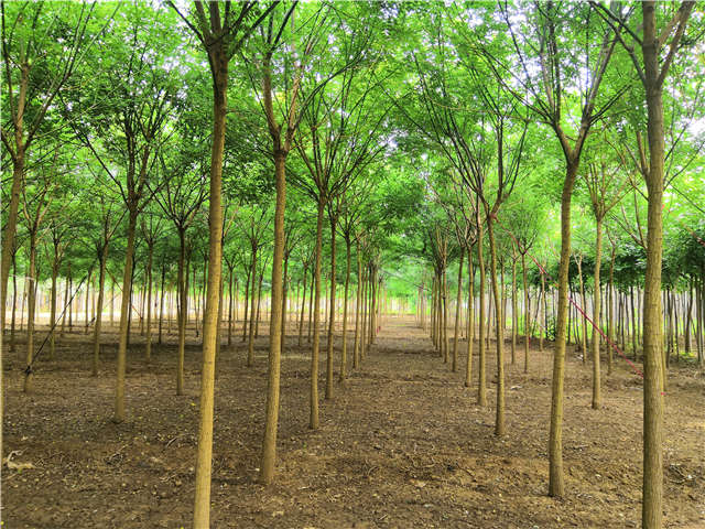 沭陽長景園林國槐種植基地實拍圖片