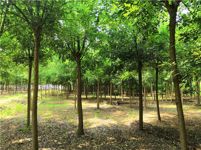 沭陽長景園林國槐種植基地實拍圖片