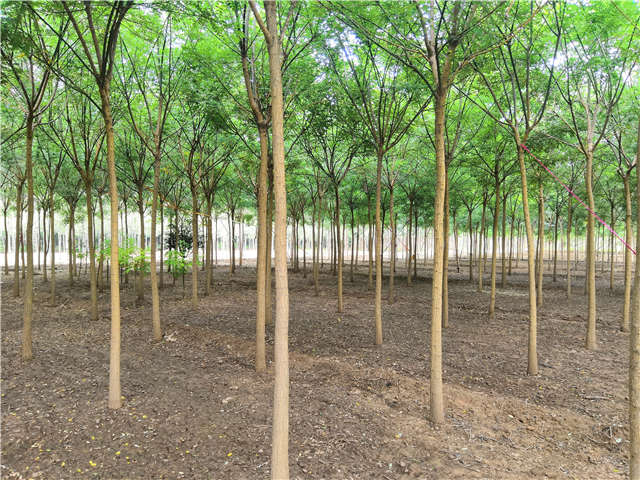 沭陽長景園林國槐種植基地實拍圖片