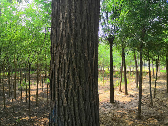 沭陽長景園林國槐種植基地實拍圖片