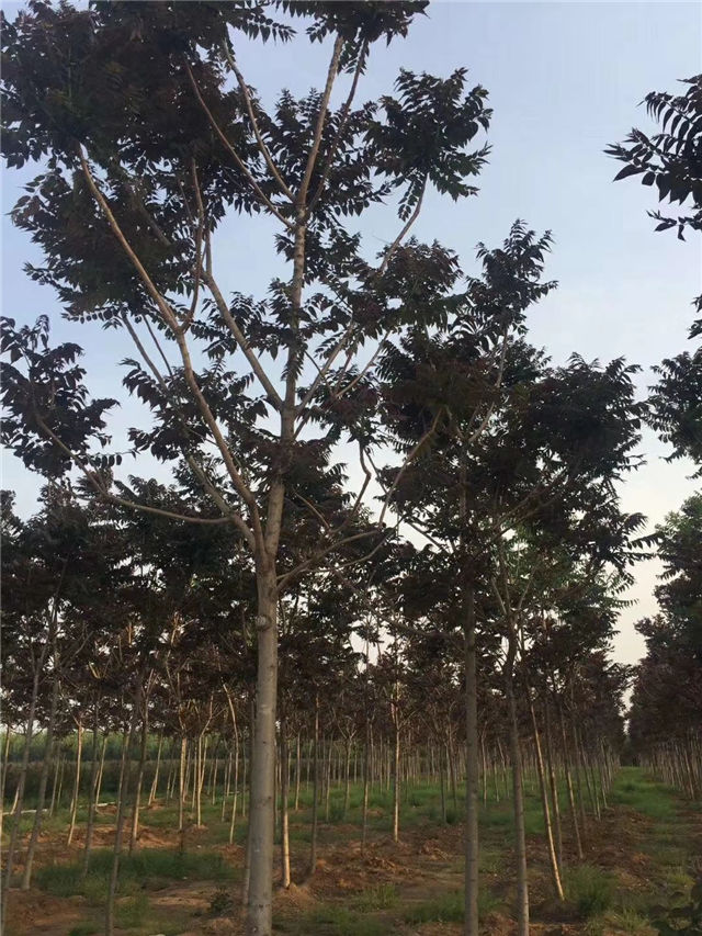 紅葉椿照片種植基地實(shí)拍