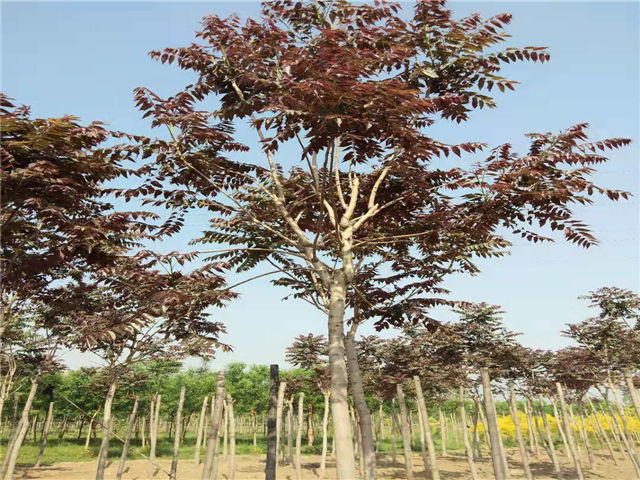 紅葉椿照片種植基地實(shí)拍