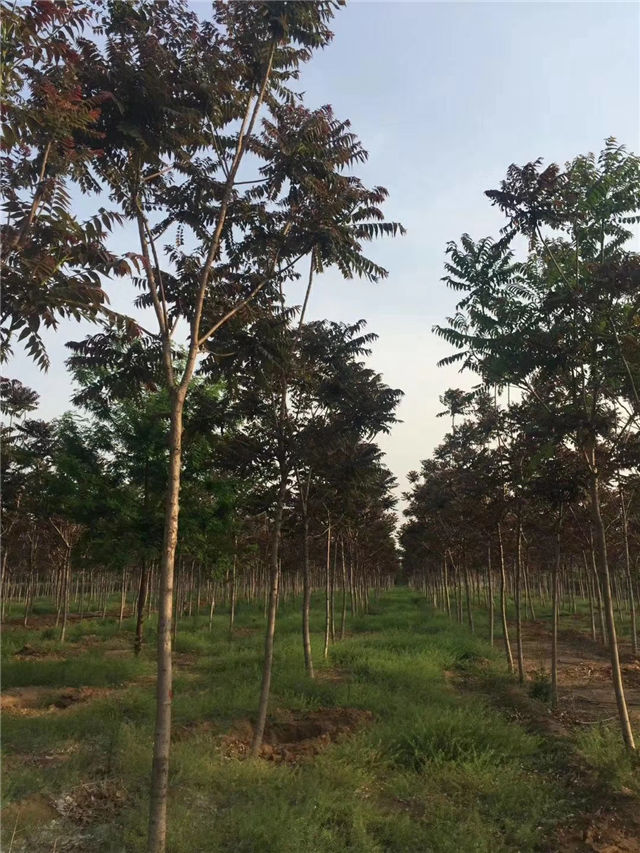 紅葉椿照片種植基地實(shí)拍