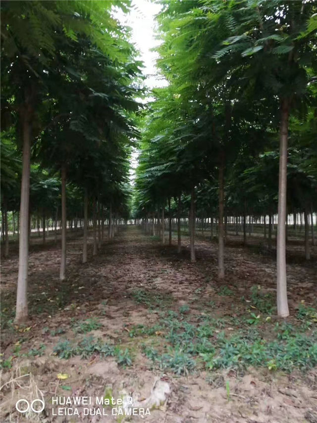 紅葉椿照片種植基地實(shí)拍