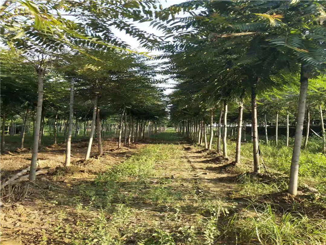 紅葉椿照片種植基地實(shí)拍