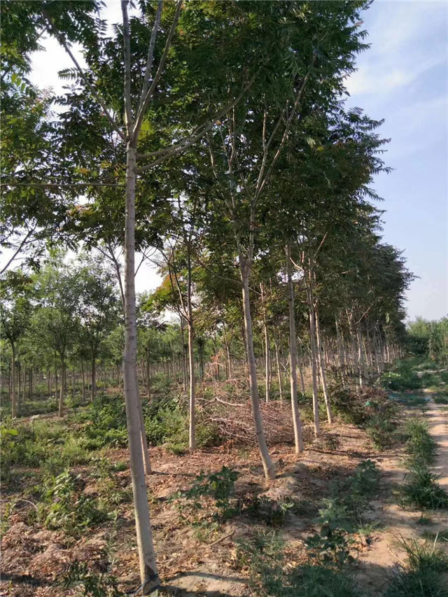 紅葉椿照片種植基地實(shí)拍