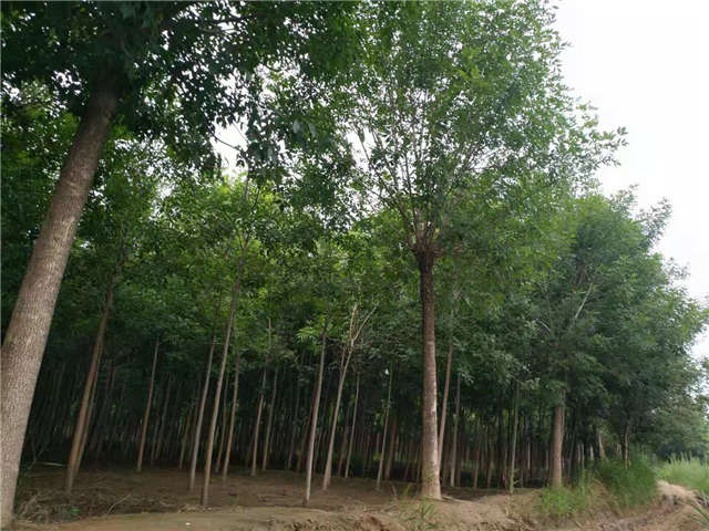 沭陽(yáng)長(zhǎng)景園林白蠟種植基地實(shí)拍圖片