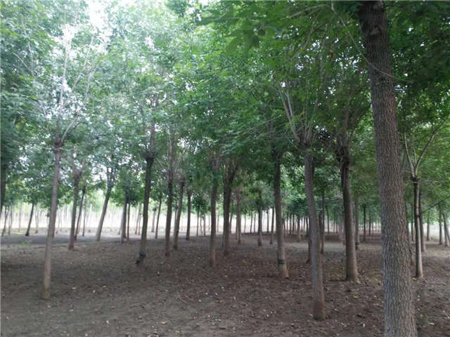 沭陽(yáng)長(zhǎng)景園林白蠟種植基地實(shí)拍圖片