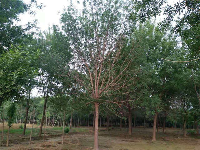 沭陽(yáng)長(zhǎng)景園林白蠟種植基地實(shí)拍圖片