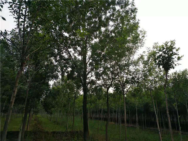 沭陽(yáng)長(zhǎng)景園林白蠟種植基地實(shí)拍圖片