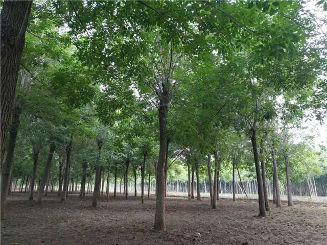 沭陽(yáng)長(zhǎng)景園林白蠟種植基地實(shí)拍圖片