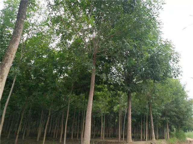 沭陽(yáng)長(zhǎng)景園林白蠟種植基地實(shí)拍圖片