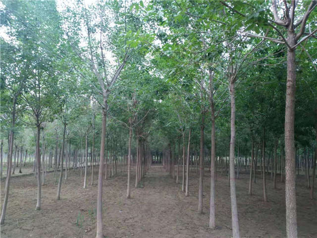 沭陽(yáng)長(zhǎng)景園林白蠟種植基地實(shí)拍圖片