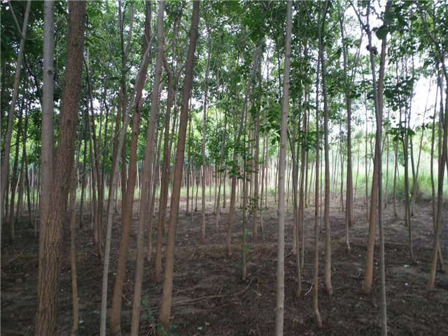 沭陽(yáng)長(zhǎng)景園林白蠟種植基地實(shí)拍圖片