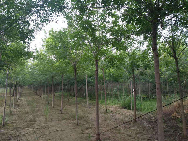 沭陽(yáng)長(zhǎng)景園林白蠟種植基地實(shí)拍圖片