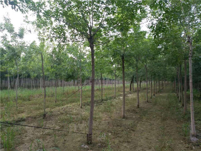 沭陽(yáng)長(zhǎng)景園林白蠟種植基地實(shí)拍圖片