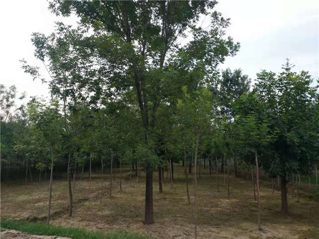 沭陽(yáng)長(zhǎng)景園林白蠟種植基地實(shí)拍圖片