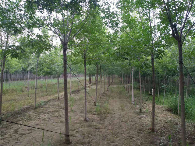 沭陽(yáng)長(zhǎng)景園林白蠟種植基地實(shí)拍圖片