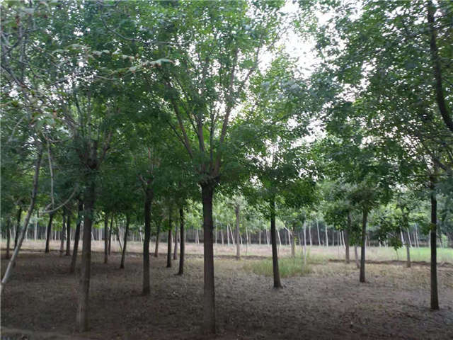 沭陽(yáng)長(zhǎng)景園林白蠟種植基地實(shí)拍圖片