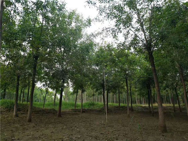 沭陽(yáng)長(zhǎng)景園林白蠟種植基地實(shí)拍圖片