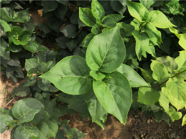 沭陽長景園林紫丁香種植基地實拍圖片