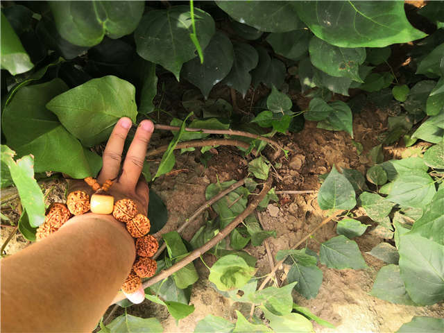 沭陽長景園林紫丁香種植基地實拍圖片