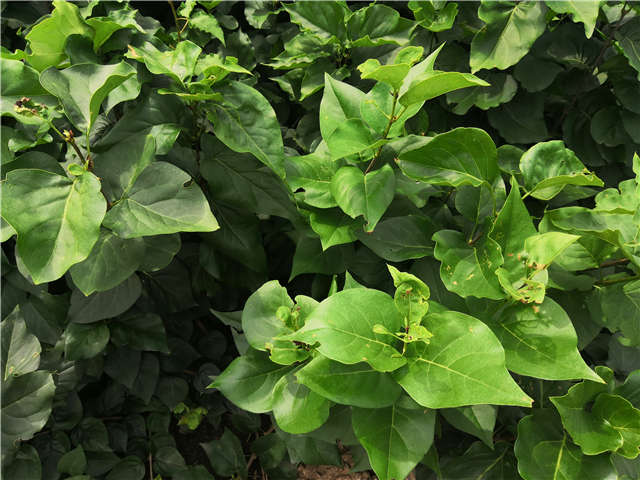 沭陽長景園林紫丁香種植基地實拍圖片