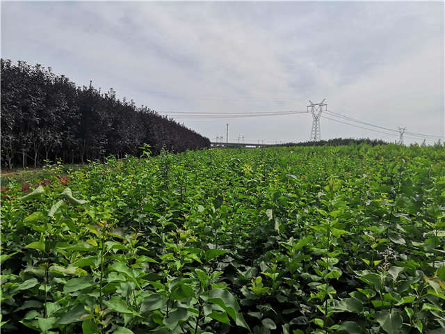 沭陽長景園林紫丁香種植基地實拍圖片