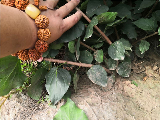 沭陽長景園林紫丁香種植基地實拍圖片