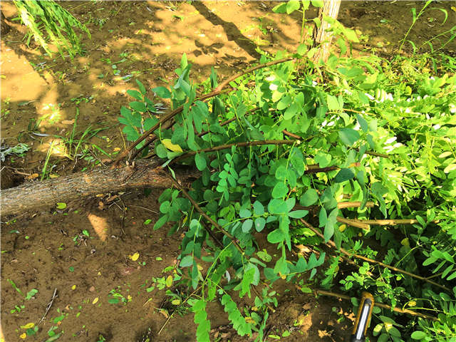 沭陽長景園林洋槐種植基地實拍圖片