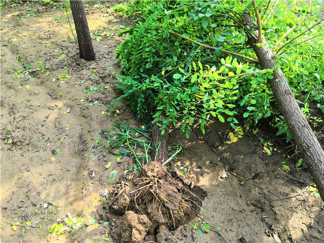 沭陽長景園林洋槐種植基地實拍圖片