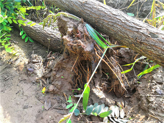 沭陽長景園林洋槐種植基地實拍圖片