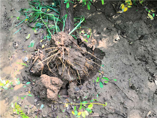 沭陽長景園林洋槐種植基地實拍圖片