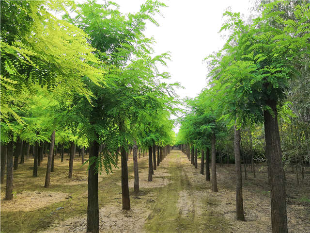 沭陽長景園林洋槐種植基地實拍圖片
