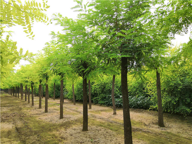 沭陽長景園林洋槐種植基地實拍圖片