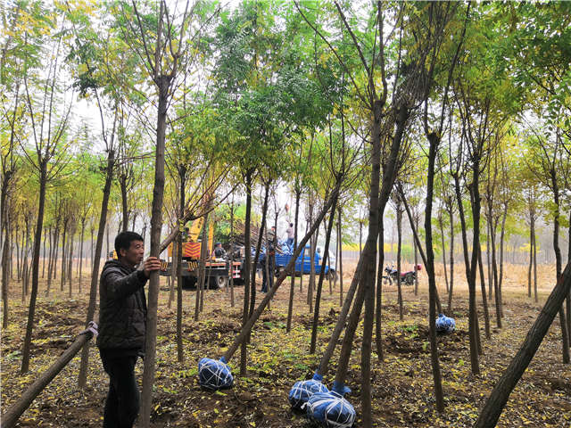沭陽長景園林洋槐種植基地實拍圖片