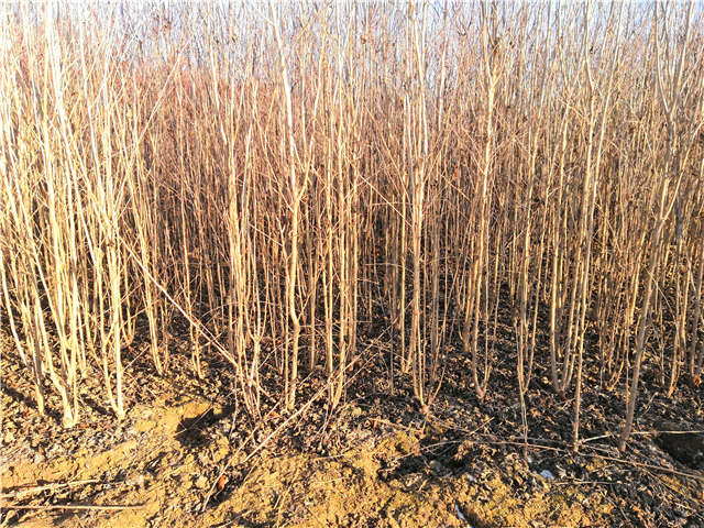 叢生木槿照片種植基地實拍