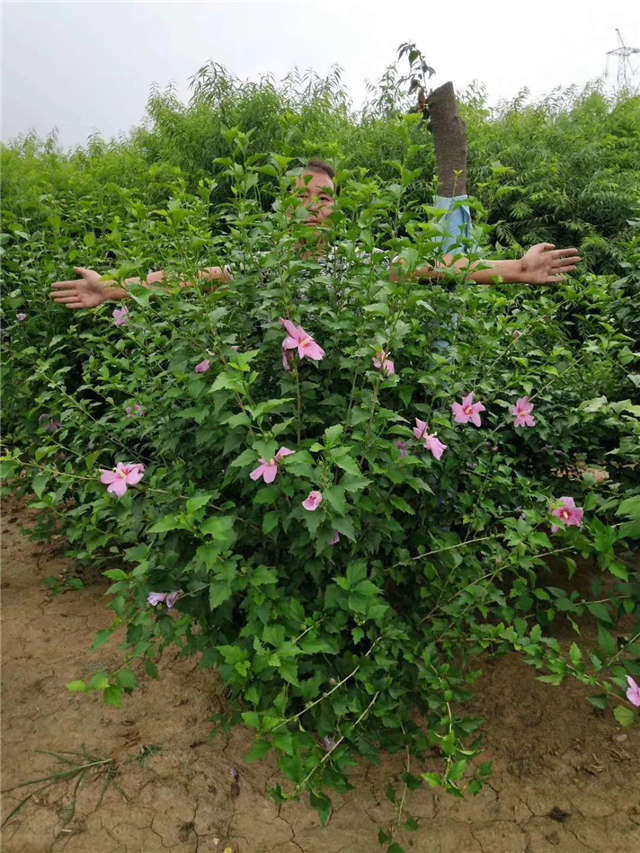 叢生木槿照片種植基地實拍